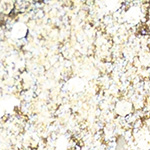 CHAMPAGNE PANNA COTTA